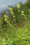 Rhinanthus vernalis. Цветущее растение. Мурманская обл., Кольский р-н, долина р. Титовка ниже автодороги А138 Мурманск — Печенга, окр. Мельничных водопадов, верхняя часть склона долины, травяно-кустарничковый березняк, поляна, разнотравный луг. 02.08.2022.