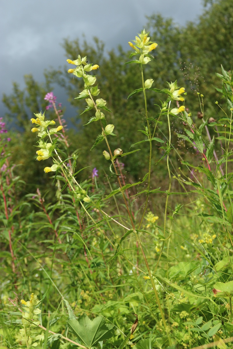 Изображение особи Rhinanthus vernalis.