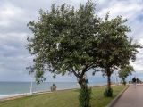Lagunaria patersonia. Плодоносящие деревья. Израиль, г. Бат-Ям, в культуре. 17.11.2022.
