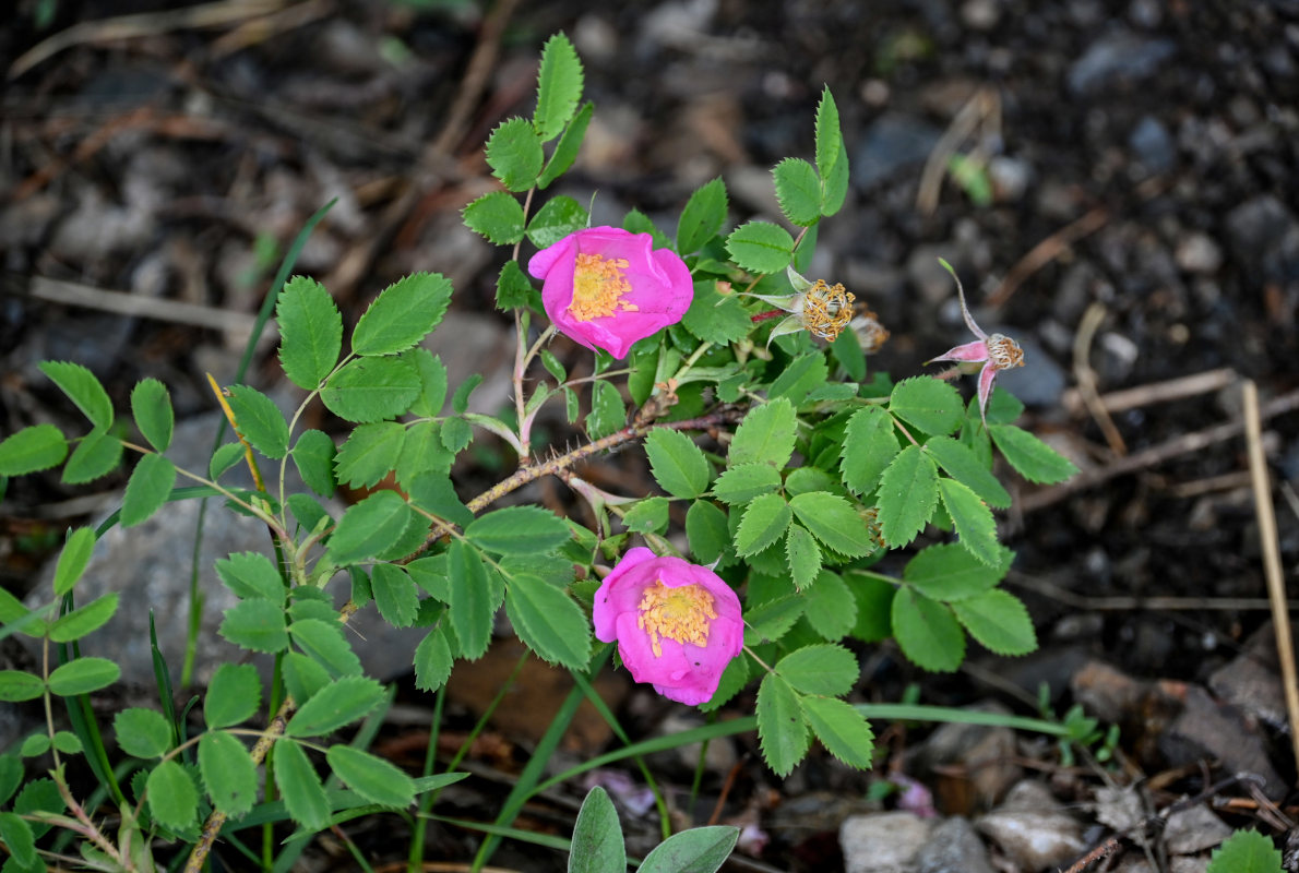 Image of Rosa acicularis specimen.