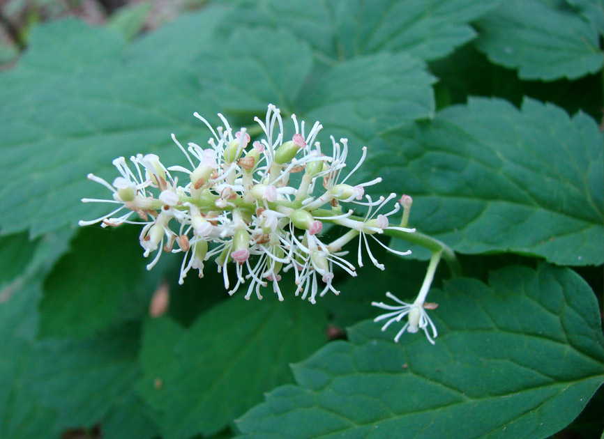 Image of Actaea erythrocarpa specimen.