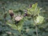 Cirsium oleraceum. Верхушка цветущего растения. Москва, ГБС РАН, газон. 15.09.2022.