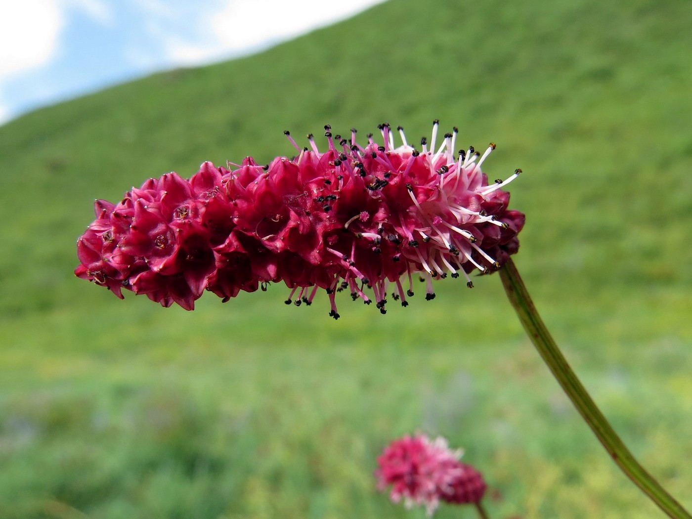 Image of Sanguisorba tenuifolia specimen.