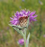 Centaurea jacea. Верхушка побега с соцветием-корзинкой. Ульяновская обл., Мелекесский р-н, окр. с. Степная Васильевка, солоноватый луг в пойме старицы. 07.08.2022.