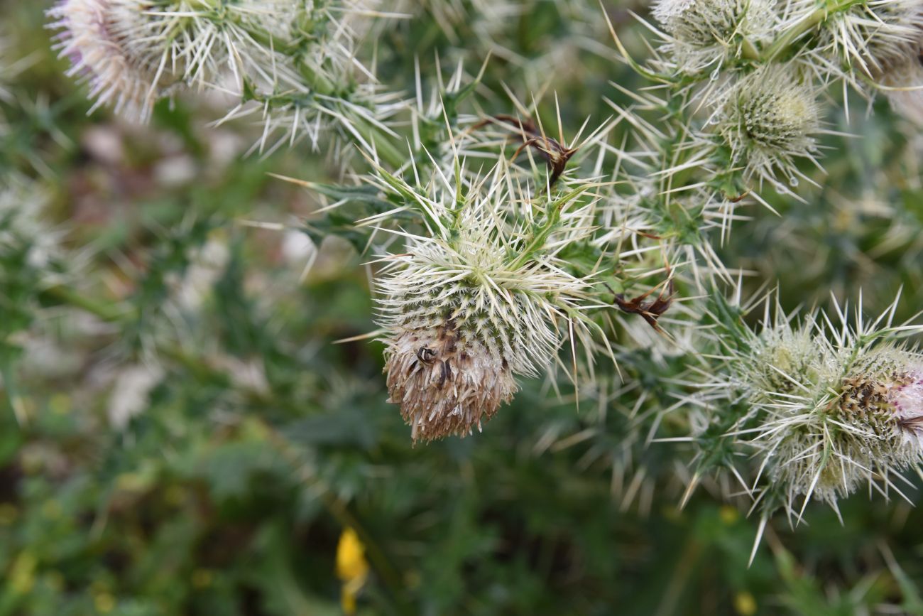 Image of Cirsium echinus specimen.