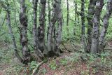 Fagus orientalis. Буковое криволесье на склоне горы. Северная Осетия, верховья реки Урух, склон горы Кубус. 10.07.2021.