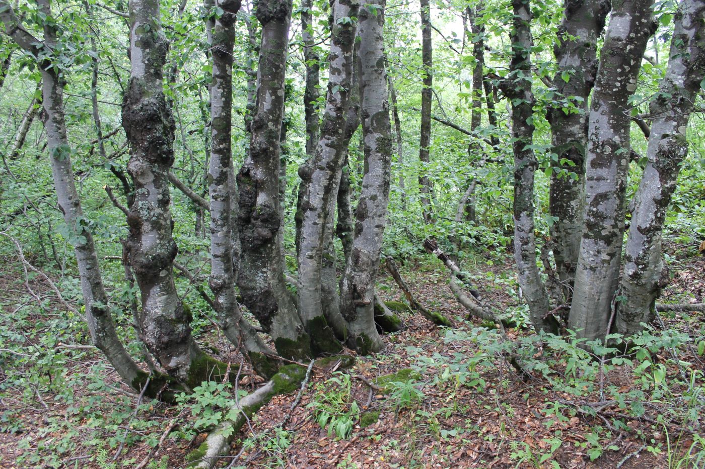Image of Fagus orientalis specimen.