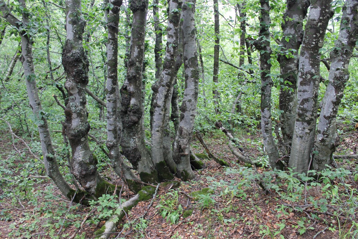 Изображение особи Fagus orientalis.