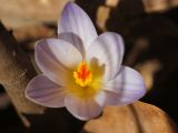 Crocus reticulatus. Цветок. ДНР, г. Донецк, Кировский р-н, балка Бирючья, левый склон, опушка лиственного лесного насаждения. 06.03.2023.