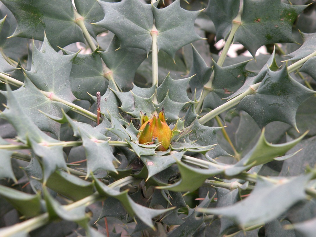 Изображение особи Mahonia bealei.