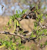 Amygdalus communis. Ветвь с плодами. Краснодарский край, Темрюкский р-н, восточнее с. Веселовка, побережье озера Цокур, миндальный сад. 6 октября 2020 г.