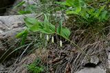 Polygonatum glaberrimum