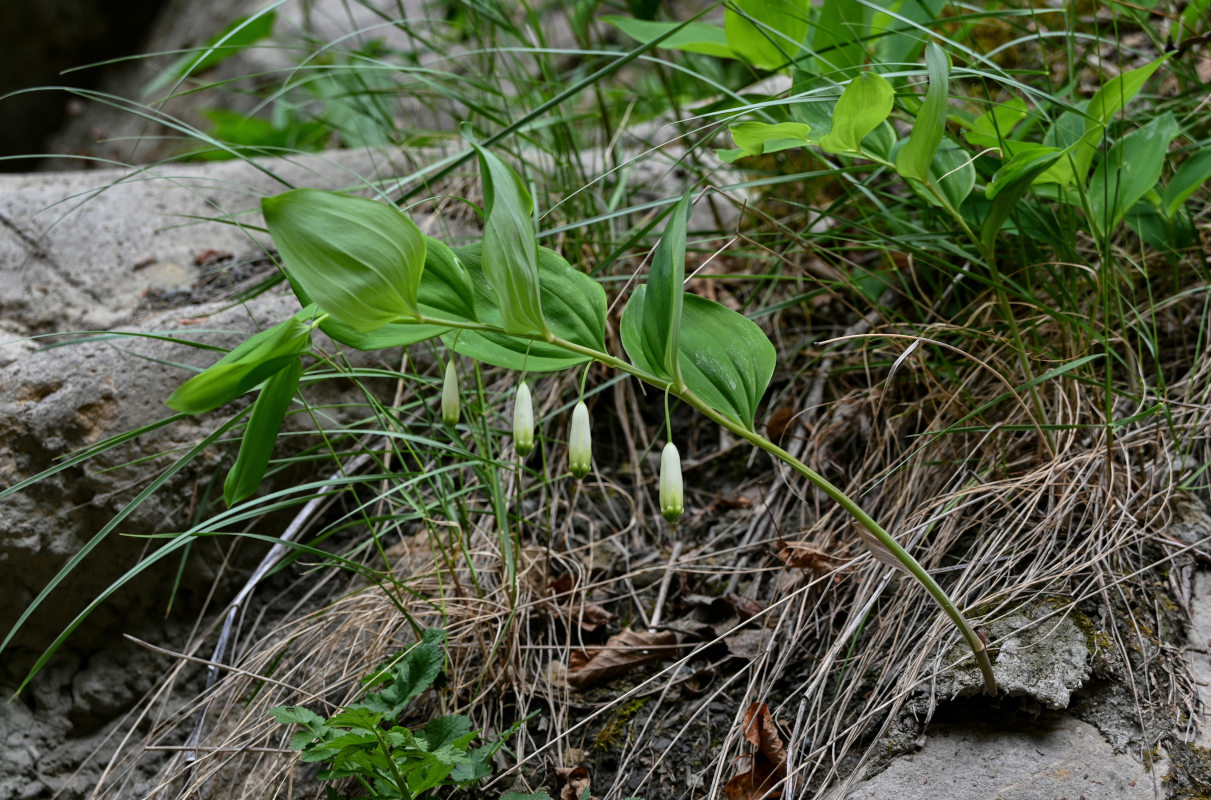 Изображение особи Polygonatum glaberrimum.