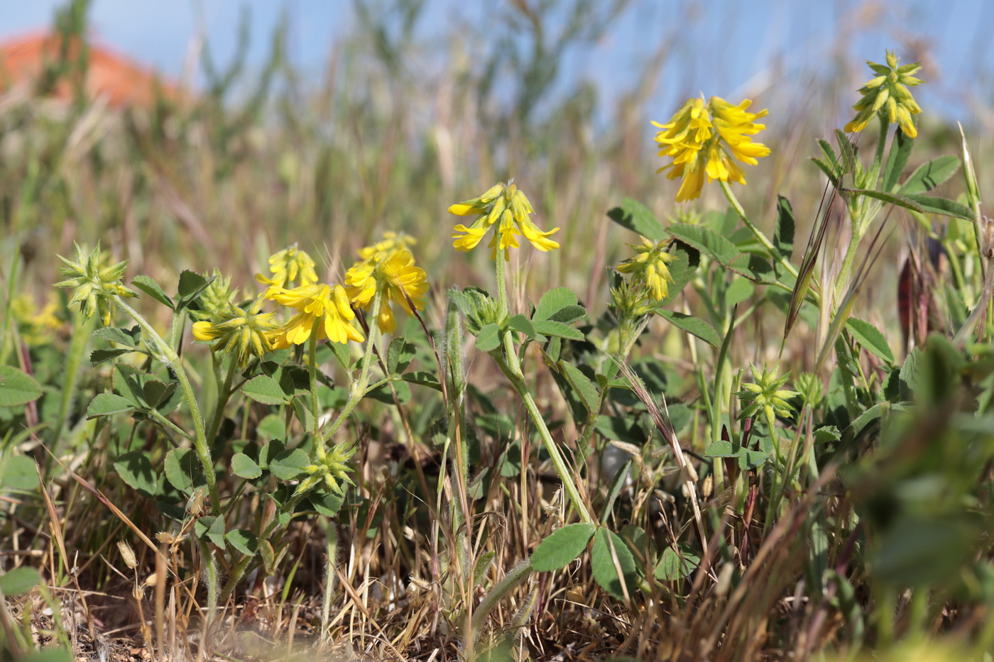 Image of Trigonella spicata specimen.