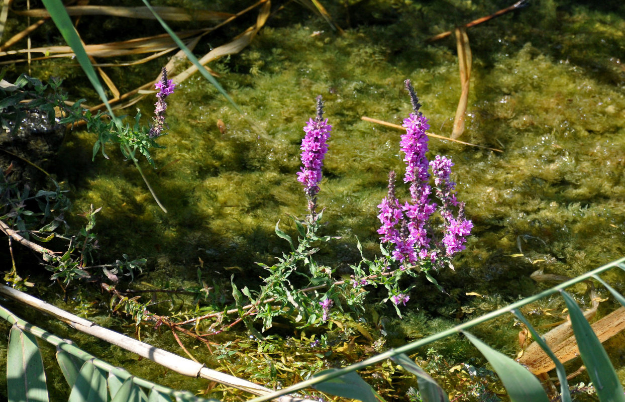 Image of Lythrum salicaria specimen.