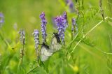 Vicia cracca. Часть побега и соцветия с кормящимися бабочками (Parnassius stubbendorfi). Приморский край, Уссурийский ГО, окр. с. Монакино, луг на небольшой сопке. 11.06.2023.