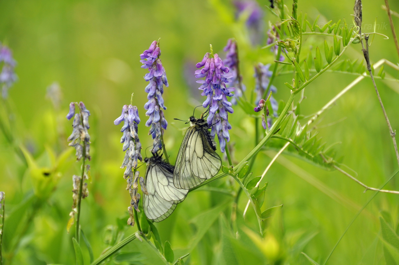 Image of Vicia cracca specimen.