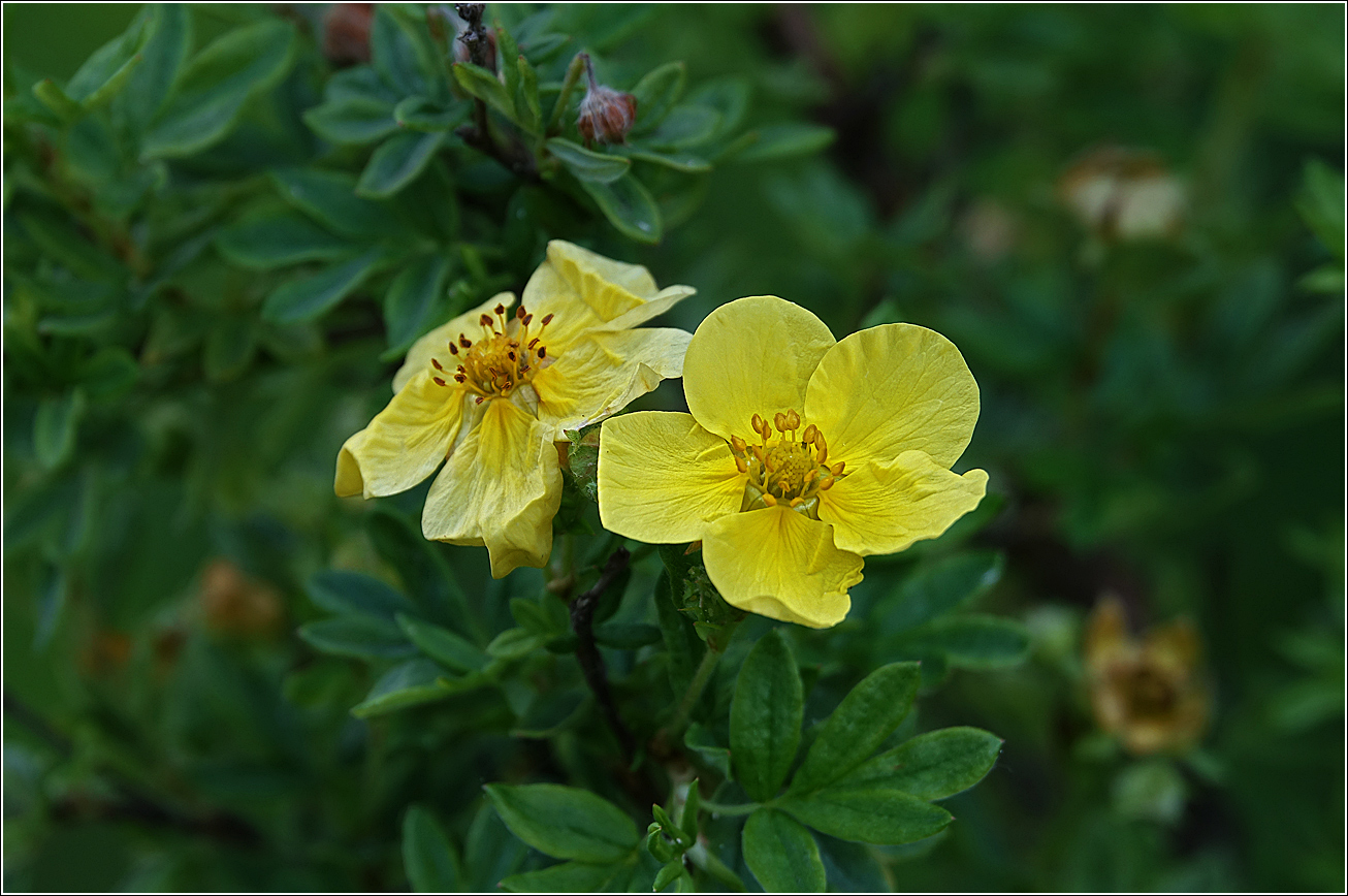 Изображение особи Dasiphora fruticosa.