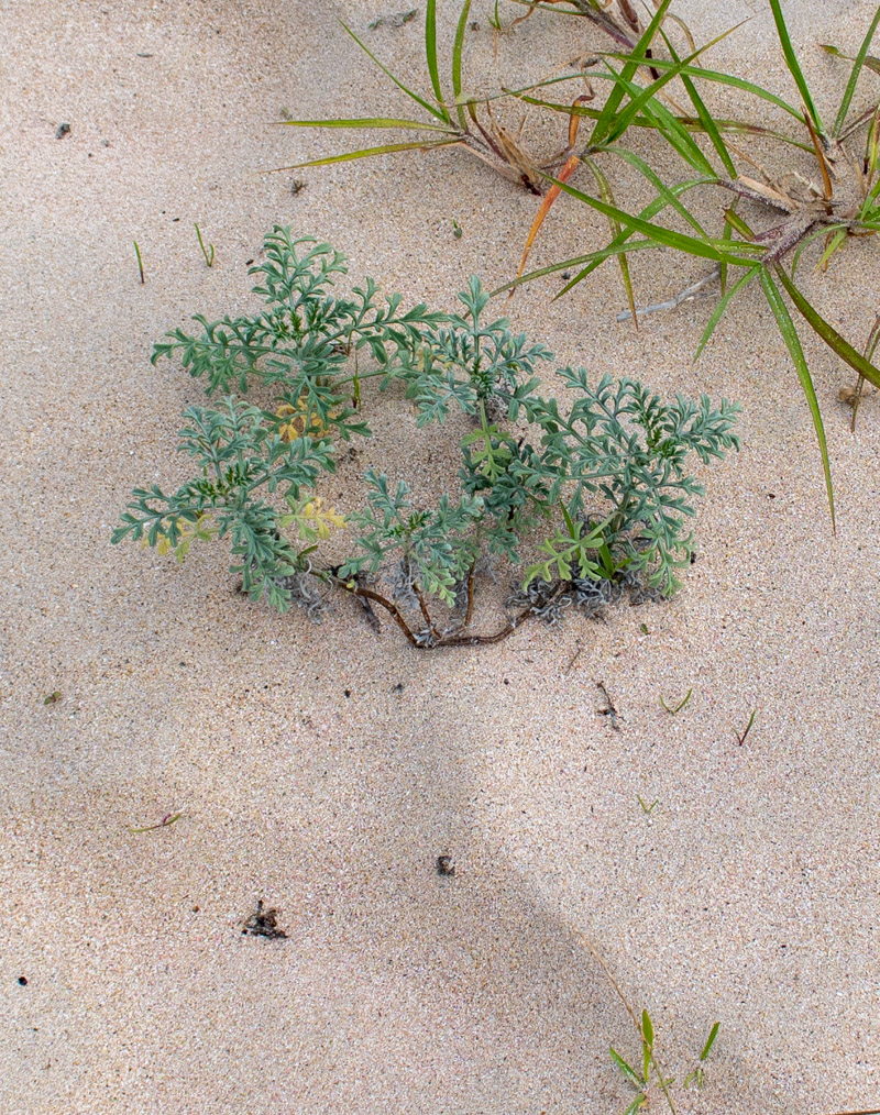 Image of Ambrosia chamissonis specimen.
