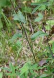 Campanula glomerata. Средняя часть растения. Челябинская обл., Кыштымский городской округ, окр. скалы Крылья Дракона, сосново-берёзовый лес. 4 июля 2023 г.