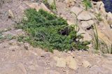 Artemisia littoricola