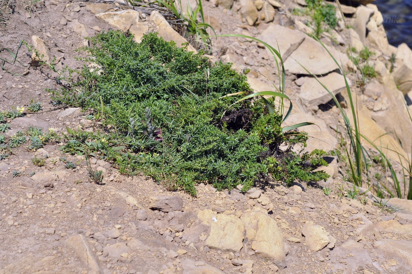 Изображение особи семейство Chenopodiaceae.