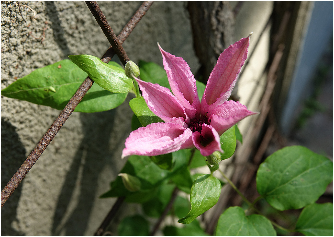 Image of Clematis &times; jackmanii specimen.