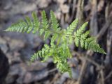 Dryopteris expansa. Верхушка разворачивающейся вайи. Пермский край, г. Пермь, Дзержинский р-н, м-н Акуловский, смешанный лес. 13.05.2023.
