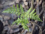 Dryopteris expansa