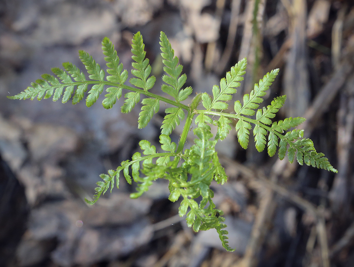 Изображение особи Dryopteris expansa.