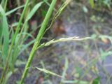 Leersia oryzoides