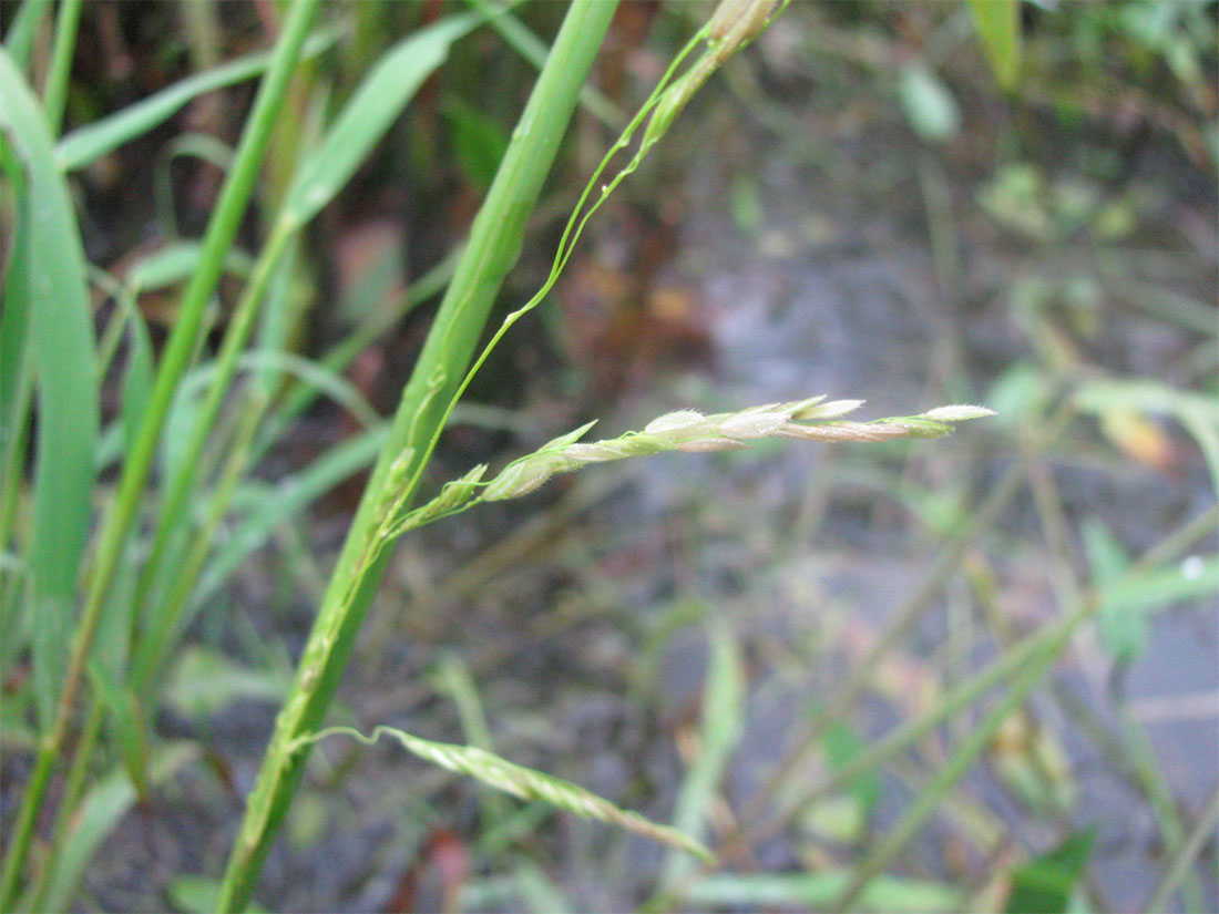 Image of Leersia oryzoides specimen.