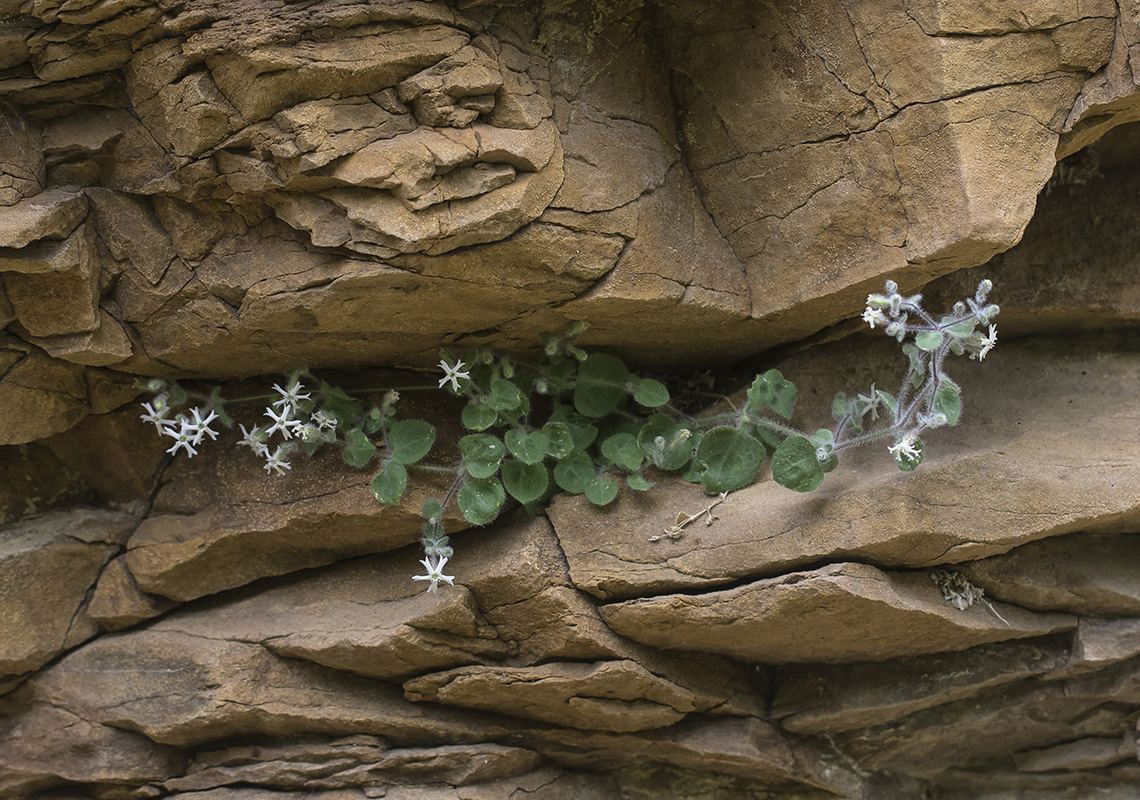 Image of Petrocoma hoefftiana specimen.