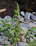 Atriplex subcordata