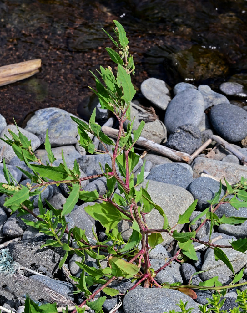 Image of Atriplex subcordata specimen.