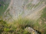 Poa longifolia. Цветущее растение. Карачаево-Черкесия, Урупский р-н, хр. Загедан, Загеданские озёра, ≈ 2600 м н.у.м., морена, альпийский луг. 08.08.2023.
