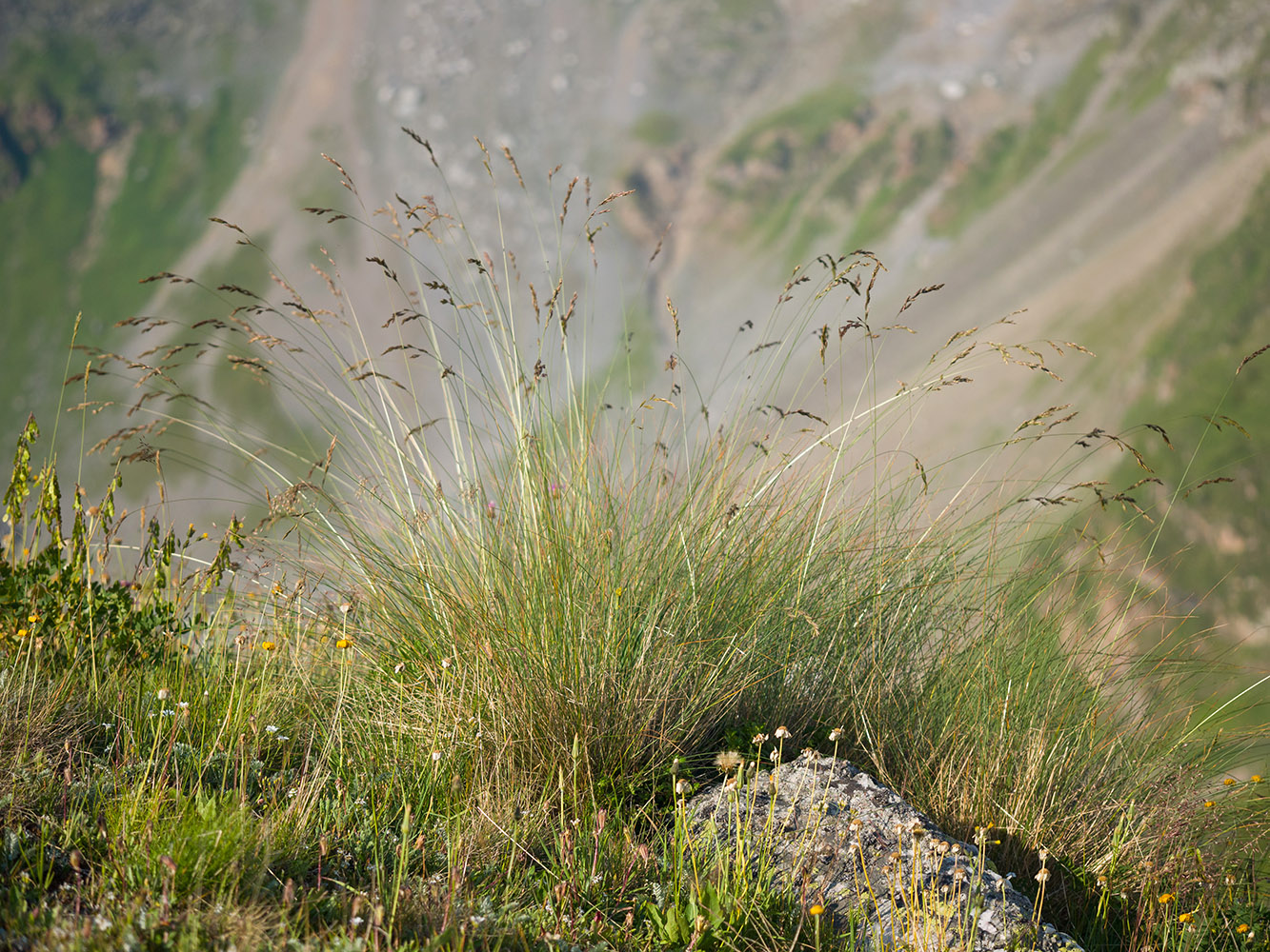 Image of Poa longifolia specimen.