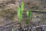 Equisetum telmateia