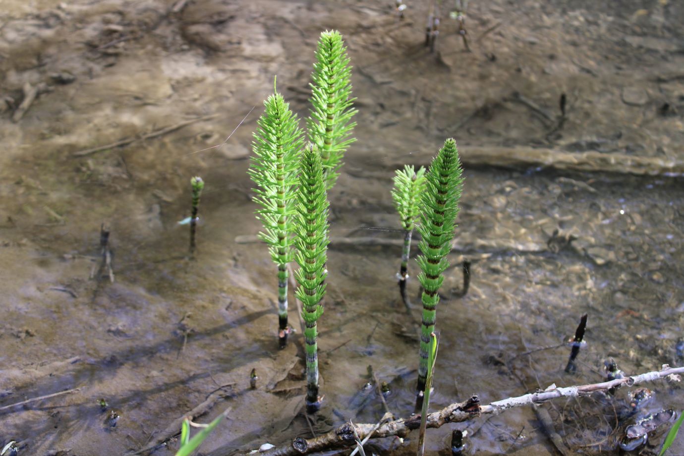 Изображение особи Equisetum telmateia.