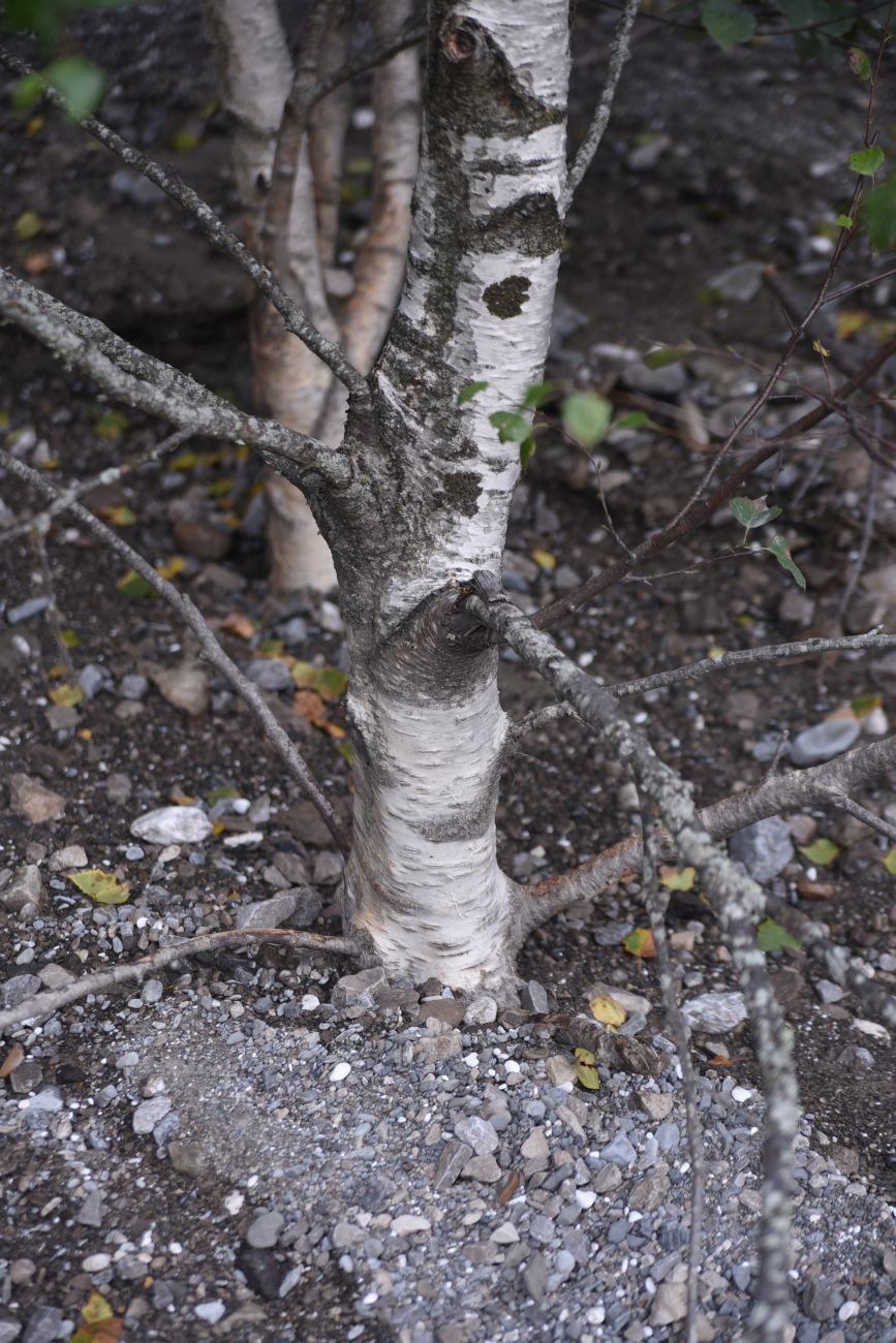 Изображение особи Betula pendula.