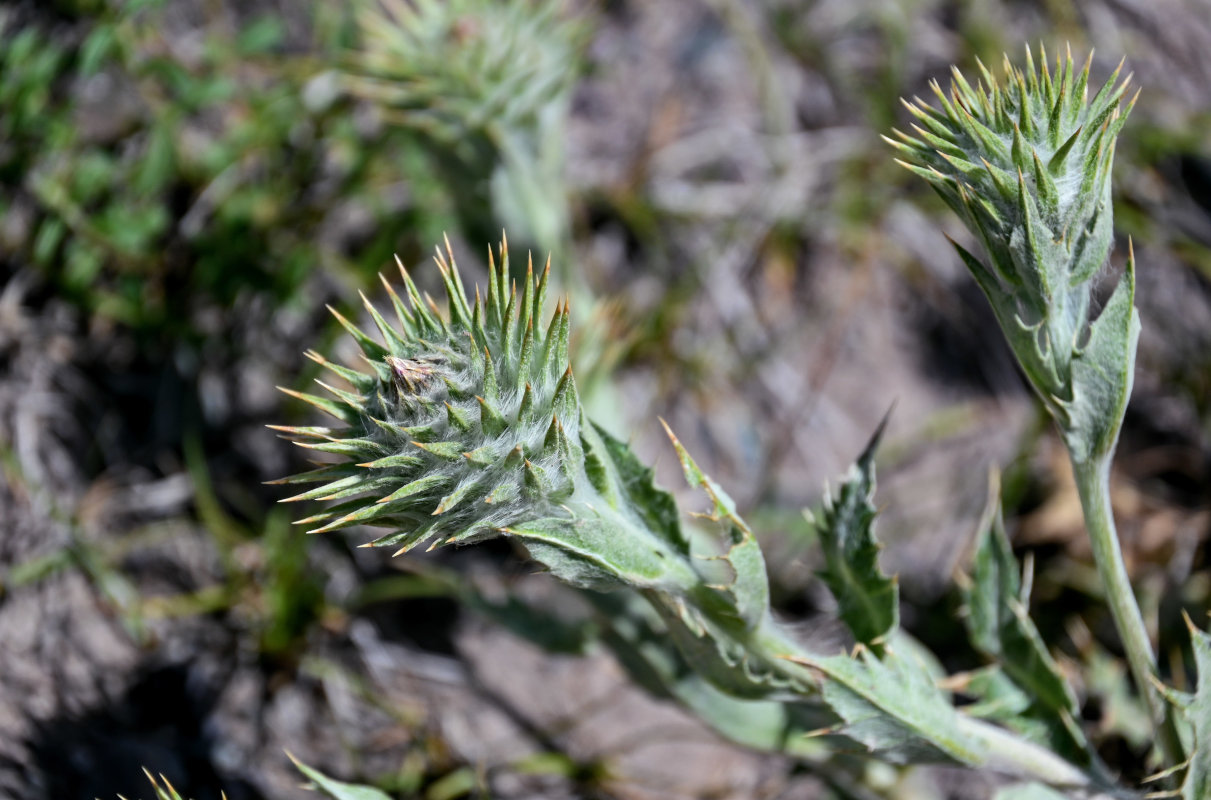 Изображение особи Cousinia speciosa.
