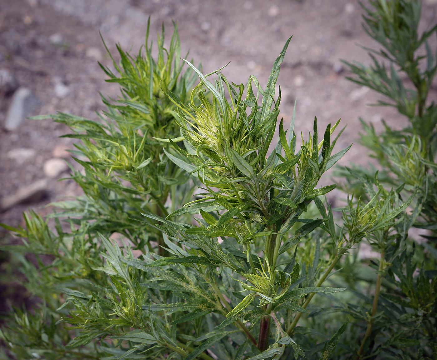 Изображение особи Artemisia vulgaris.