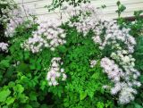 Thalictrum aquilegiifolium