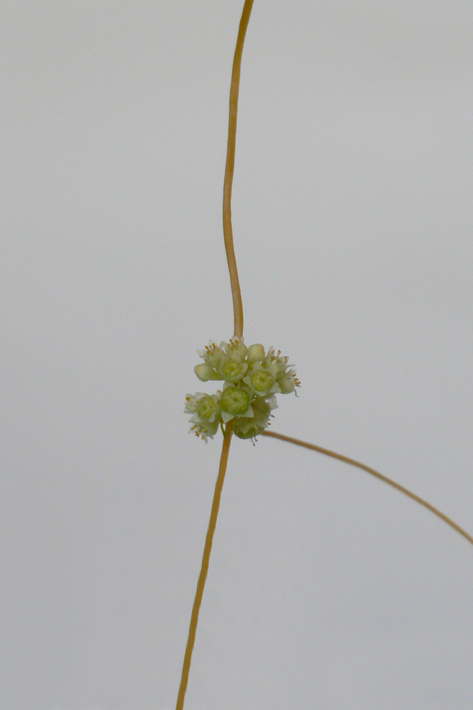 Изображение особи Cuscuta campestris.