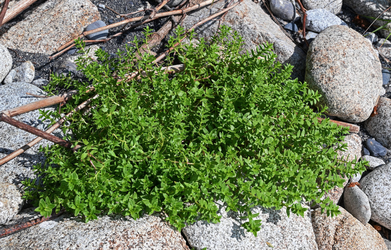 Image of Honckenya peploides ssp. major specimen.