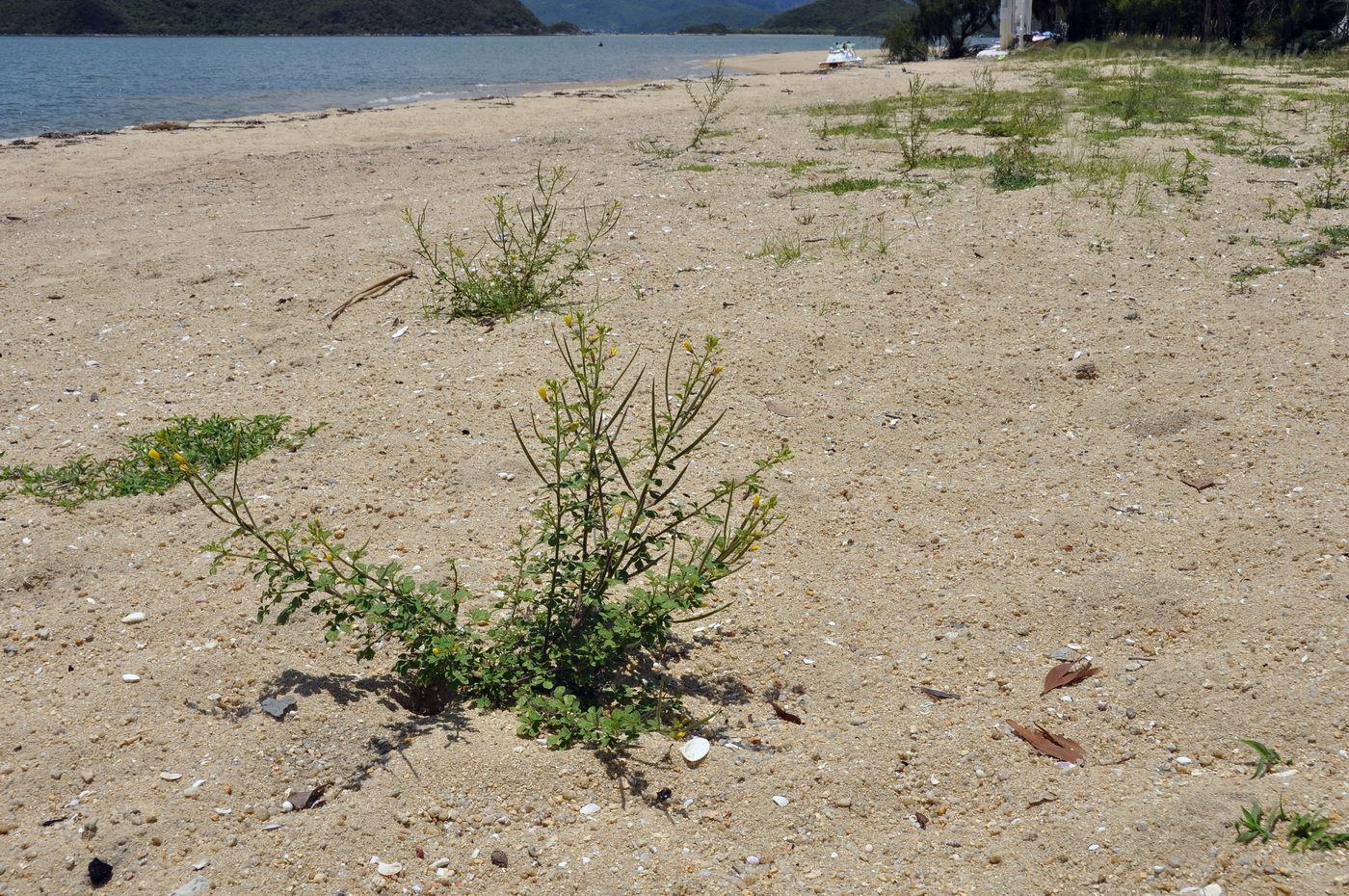 Image of Cleome viscosa specimen.