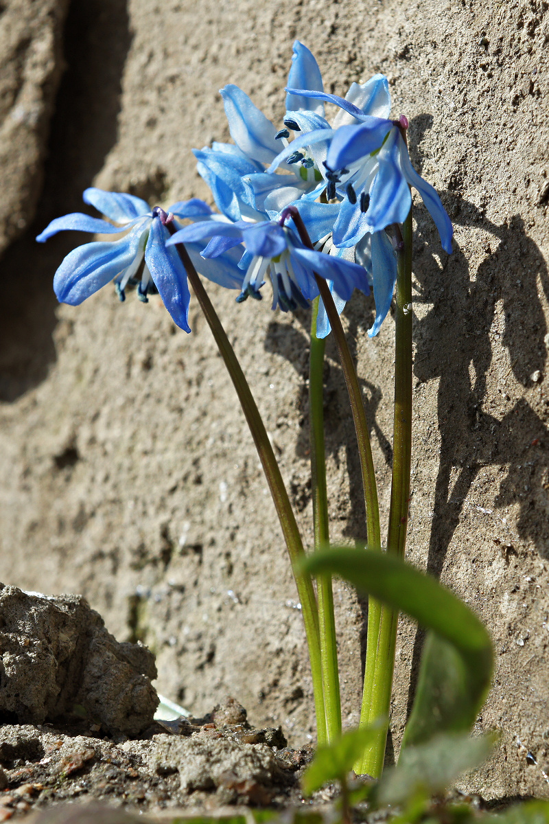 Изображение особи Scilla siberica.