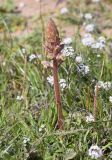 род Orobanche. Цветущее растение в сообществе с Plantago coronopus и Lobularia maritima. Испания, автономное сообщество Каталония, провинция Жирона, комарка Баш Эмпорда, муниципалитет Тороэлья-де-Монгри, окр. устья р. Тер, отделяющий лагуну от осушенного маршевого луга Платера (Platera) земляной вал. 17.03.2024.