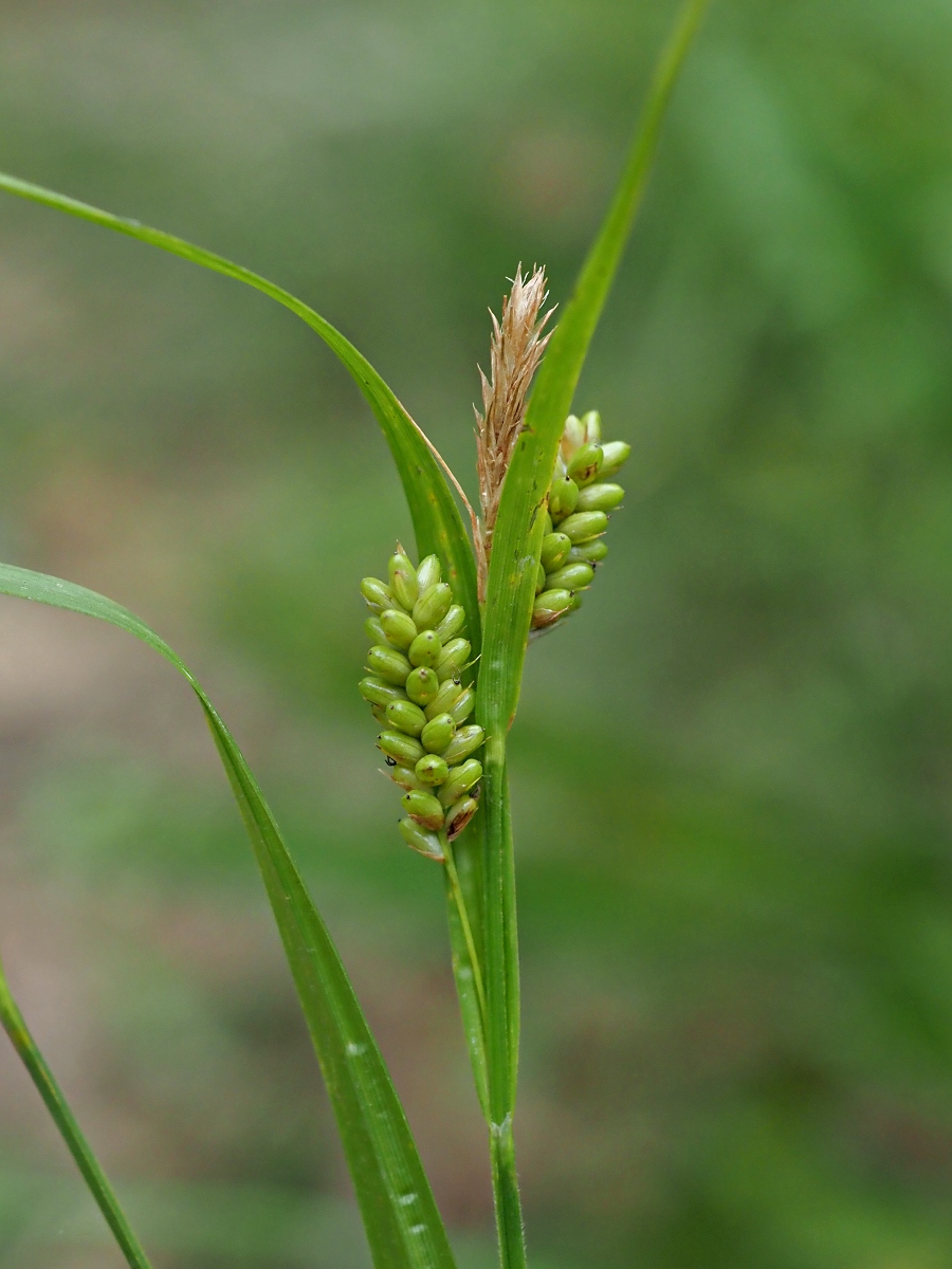 Изображение особи Carex pallescens.