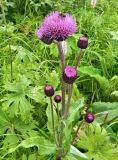 Cirsium helenioides. Верхушка цветущего растения. Полярный Урал, верховья р. Лев. Кечпель. Конец июля 2011 г.